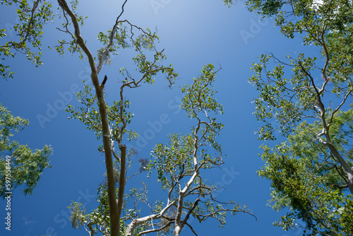 Gum Tree Cannopy and branches against blue sky photo