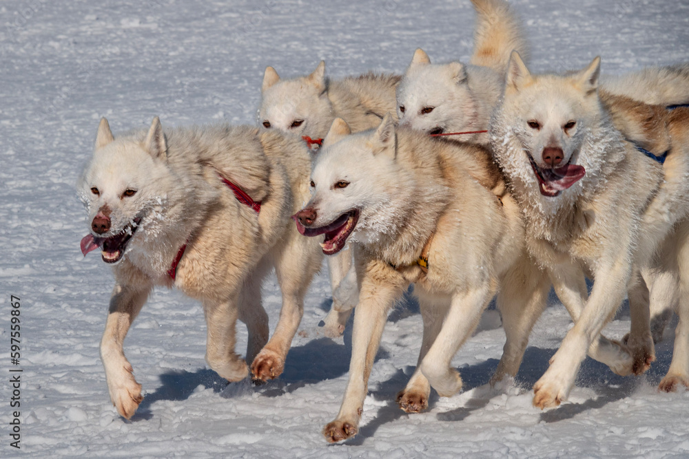 Greenlandic dogs