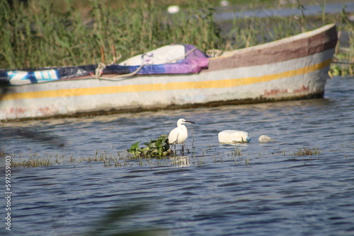 Little egret feeding near fishing boats and plastic waste bottle in Asi or Orontes river. World environment day concept idea. photo