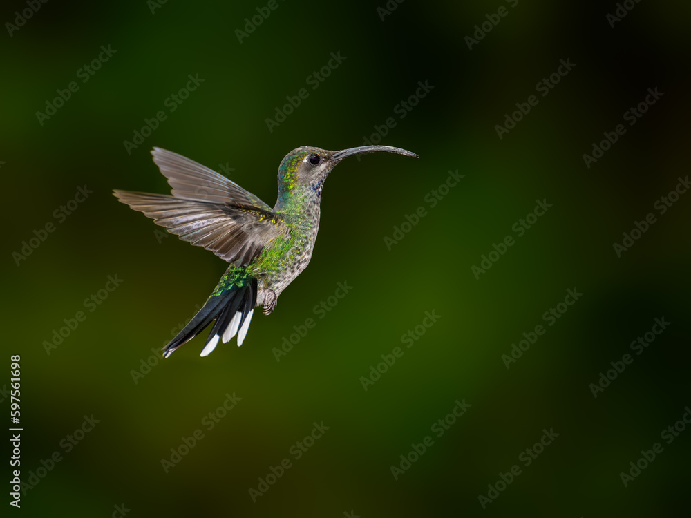 Naklejka premium Violet sabrewing Hummingbird in flight against green background