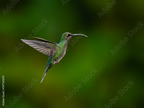 Violet sabrewing Hummingbird in flight against green background