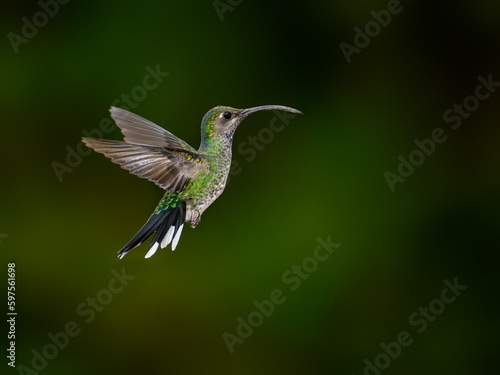Violet sabrewing Hummingbird in flight against green background © FotoRequest