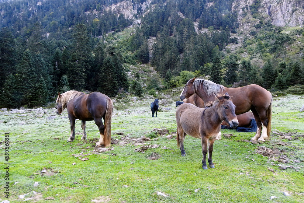 Horses in the Marcadau valley, Pont d'Espagne, Cauterets, France