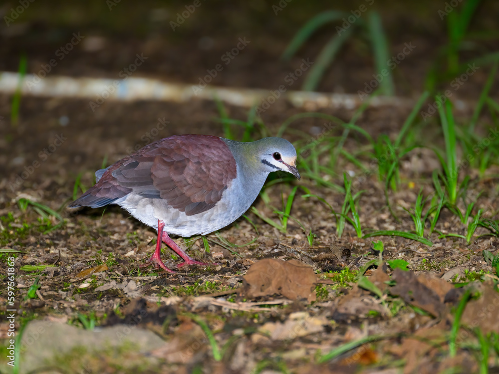 Buff-fronted Quail-Dove foraging on ground Buff-fronted Quail-Dove foraging on ground