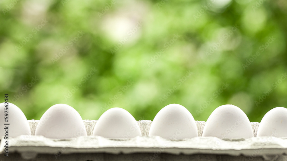 White organic chicken eggs in carton egg carton with nature background