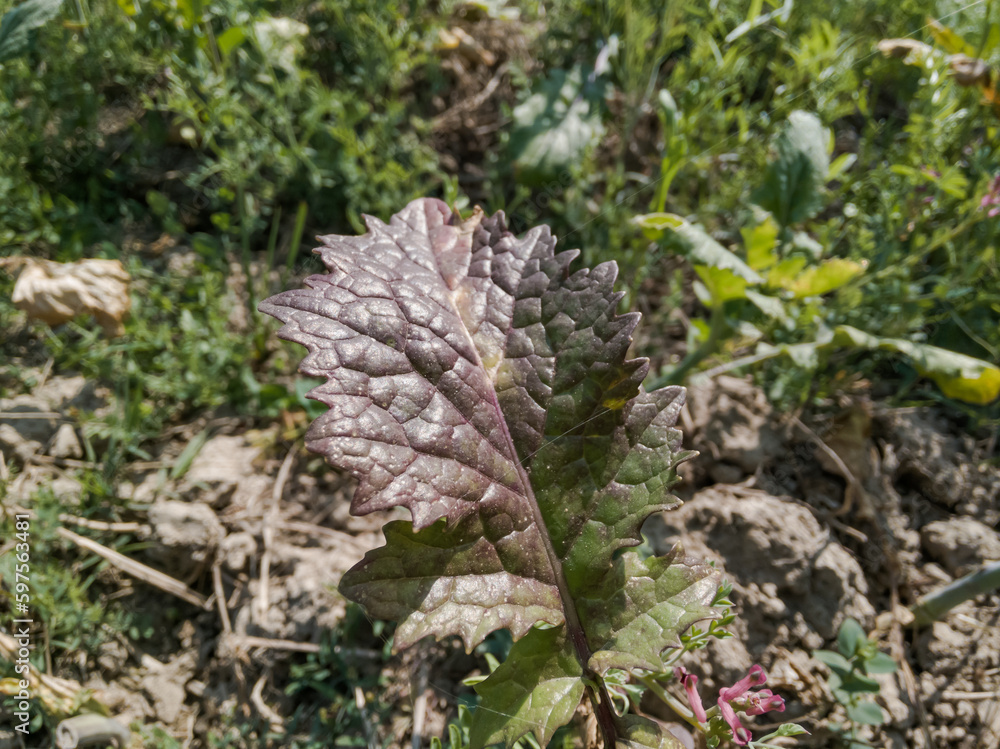 High angle close shot of a mustard plant leaf. High angle close shot of a mustard plant leaf.