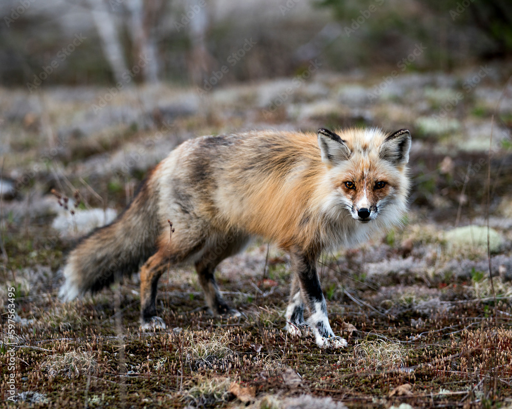 Red Fox Photo Stock. Fox Image. Close-up profile side view looking at camera with a blur forest background in its environment and habitat. Picture. Portrait. Red Fox Photo Stock. Fox Image. Close-up profile side view looking at camera with a blur forest background in its environment and habitat. Picture. Portrait.