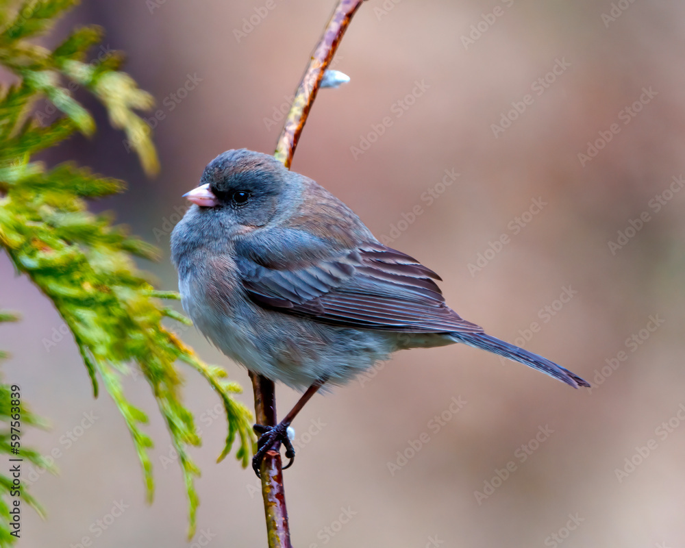 Obraz premium Junco Photo and Image. Slate Coloured Junco perched on a tree buds branch with a soft brown background in its environment and displaying multi coloured wings.