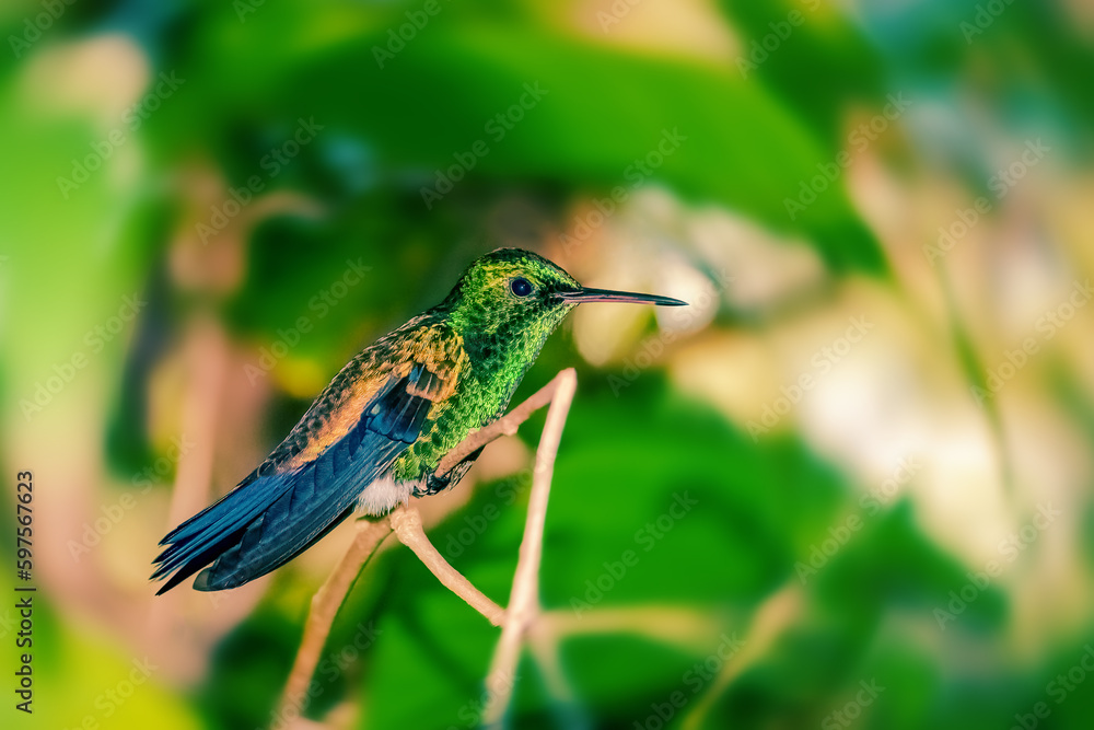 Fototapeta premium Hummingbird on a branch resting taking break Trinidad and Tobago