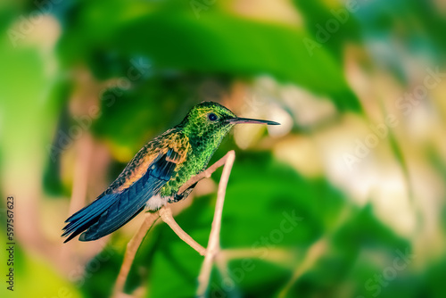 Hummingbird on a branch resting taking break Trinidad and Tobago
