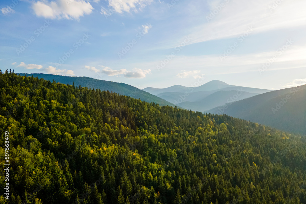 Aerial view of foggy evening over high peaks with dark pine forest trees at bright sunset. Amazing scenery of wild mountain woodland at dusk