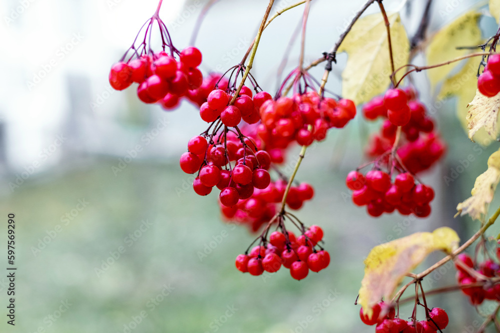 Viburnum clusters with red berries on a blurred background Viburnum clusters with red berries on a blurred background