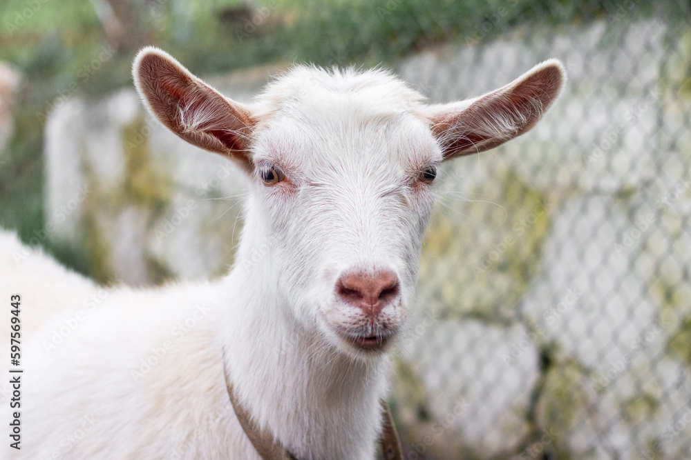 Close-up of a white goat on a farm