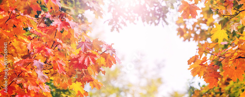 Autumn background with colorful autumn leaves against the sky on a sunny day, copy space