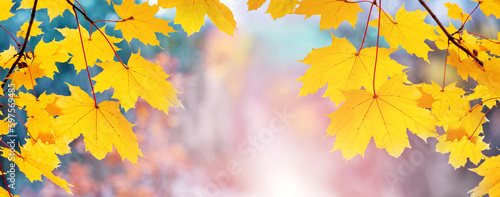Romantic autumn background with yellow maple leaves on a blurred background on a sunny day