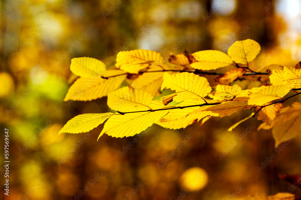 A tree branch with yellow leaves in the park in autumn A tree branch with yellow leaves in the park in autumn