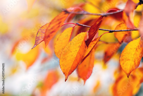 Tree branch with colorful autumn leaves in warm colors