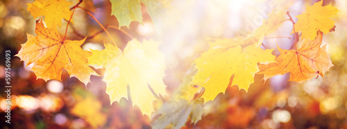Autumn background of colorful maple leaves in bright sunlight