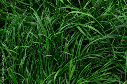 green background spring grass in large size