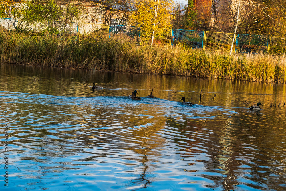 swan on the lake, romantic landscape