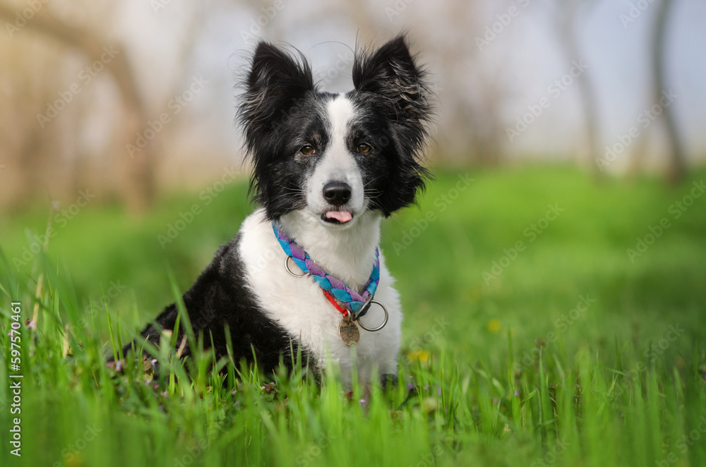 border collie dog walking on green grass spring and pet