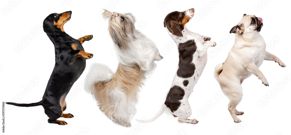 funny photo of dogs on white background dancing dachshund, shih tzu and pug