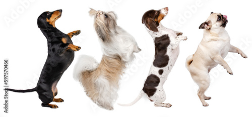 funny photo of dogs on white background dancing dachshund, shih tzu and pug