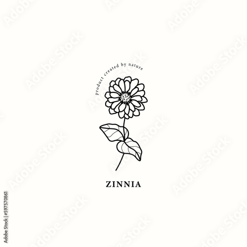 Line art zinnia flower illustration