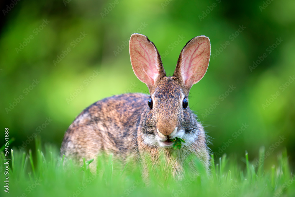 Fototapeta premium Grey small hare eating grass on summer field. Wild rabbit in nature