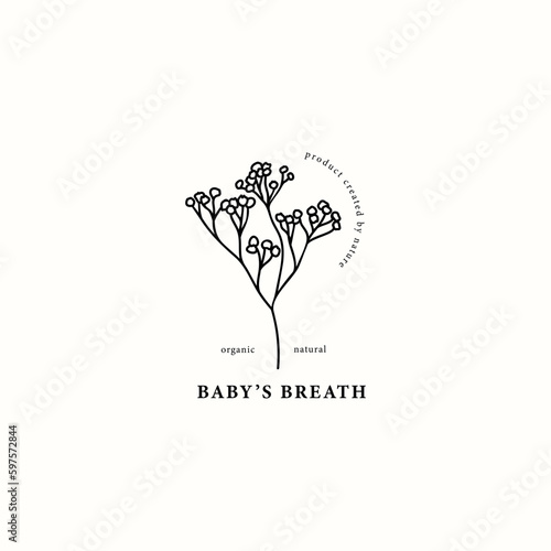 Line art baby's breath of gypsophila flower illustration