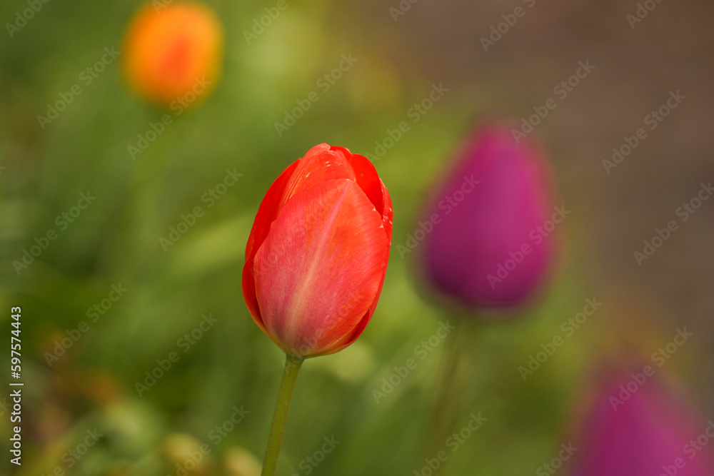 Red tulip bud close-up on blurred background. Spring tulips in garden. Red tulip bud close-up on blurred background. Spring tulips in garden.