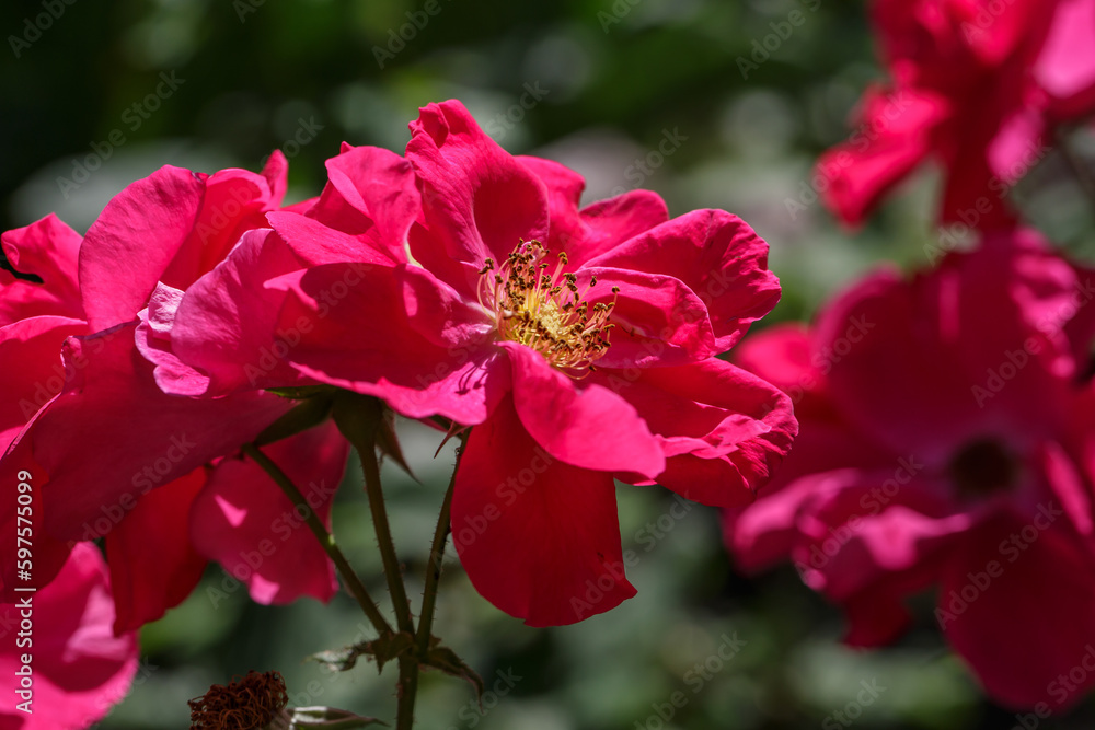 Blooming red rose flower macro photography on a sunny summer day. Garden rose with red petals close-up photo in the summertime. Scarlet rosa floral background. Blooming red rose flower macro photography on a sunny summer day. Garden rose with red petals close-up photo in the summertime. Scarlet rosa floral background.