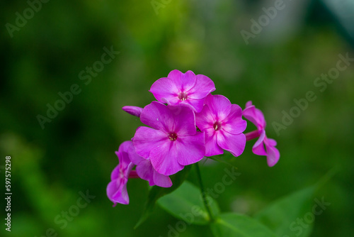 Pink blossom garden phlox macro photography on a summer sunny day. Purple little flowers close-up photo in the summer garden. A flowering plant with pink petals floral background.