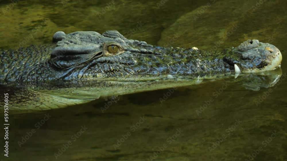 Close up of large Crocodiles head on the water surface. Close up of large Crocodiles head on the water surface.