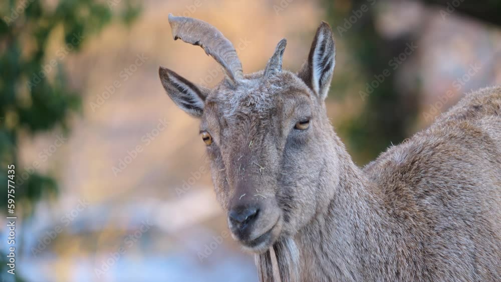 A female markhor goat looking around on a sunny day. A female markhor goat looking around on a sunny day.