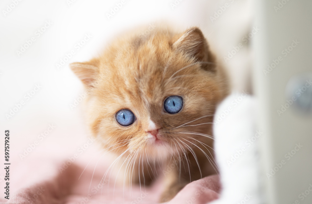 Kuschelige Samtpfoten Britisch Kurzhaar Katzenkinder
