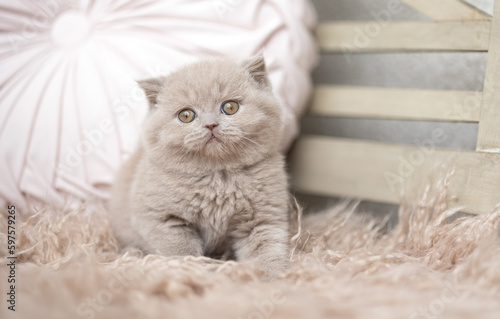 Fototapeta Naklejka Na Ścianę i Meble -  Kuschelige Samtpfoten Britisch Kurzhaar Katzenkinder