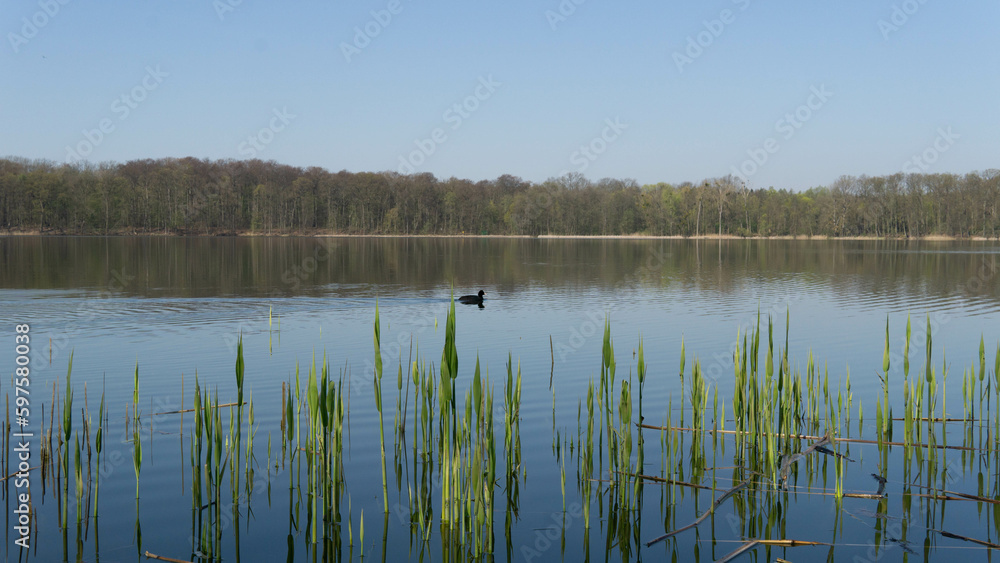 peaceful landscape, lake and duck swimming in the water peaceful landscape, lake and duck swimming in the water