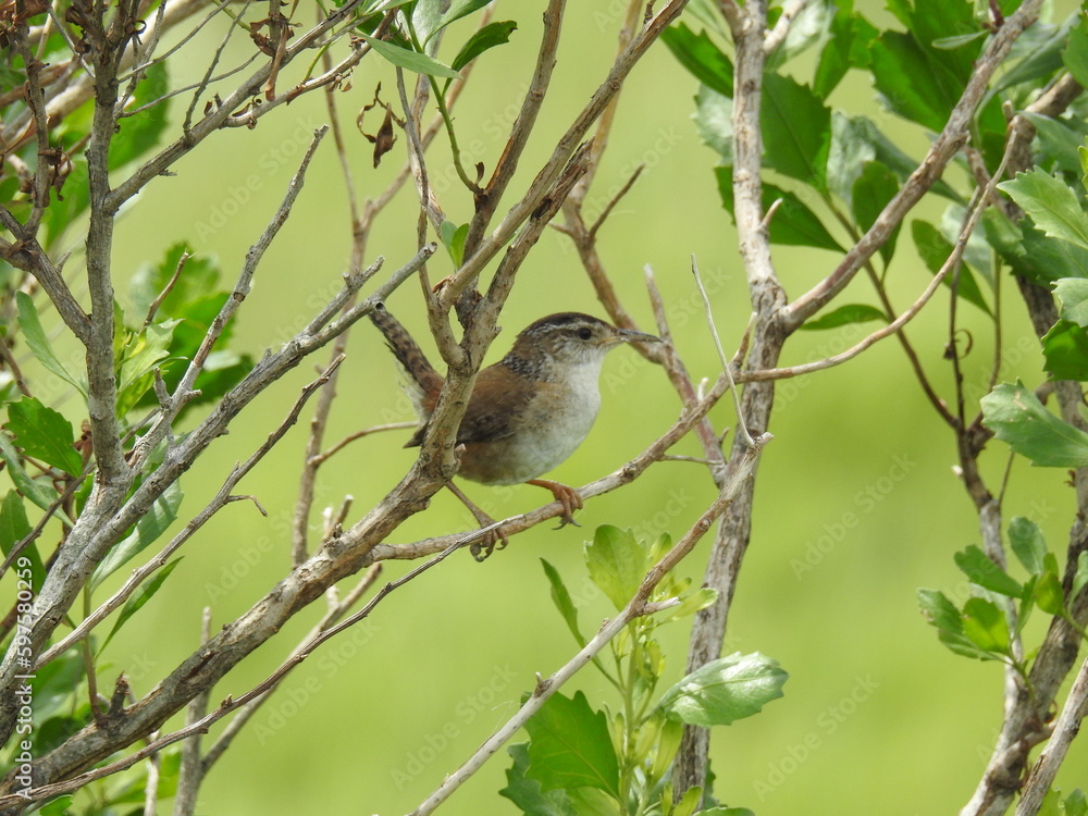 A marsh wren perched on a branch within the green foliage at the Edwin B. Forsythe National Wildlife Refuge, Galloway, New Jersey. A marsh wren perched on a branch within the green foliage at the Edwin B. Forsythe National Wildlife Refuge, Galloway, New Jersey.