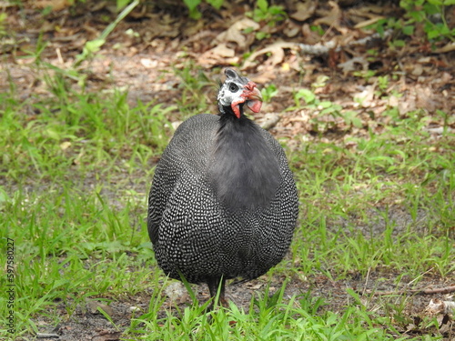 A guinea fowl residing in Galloway, New Jersey.