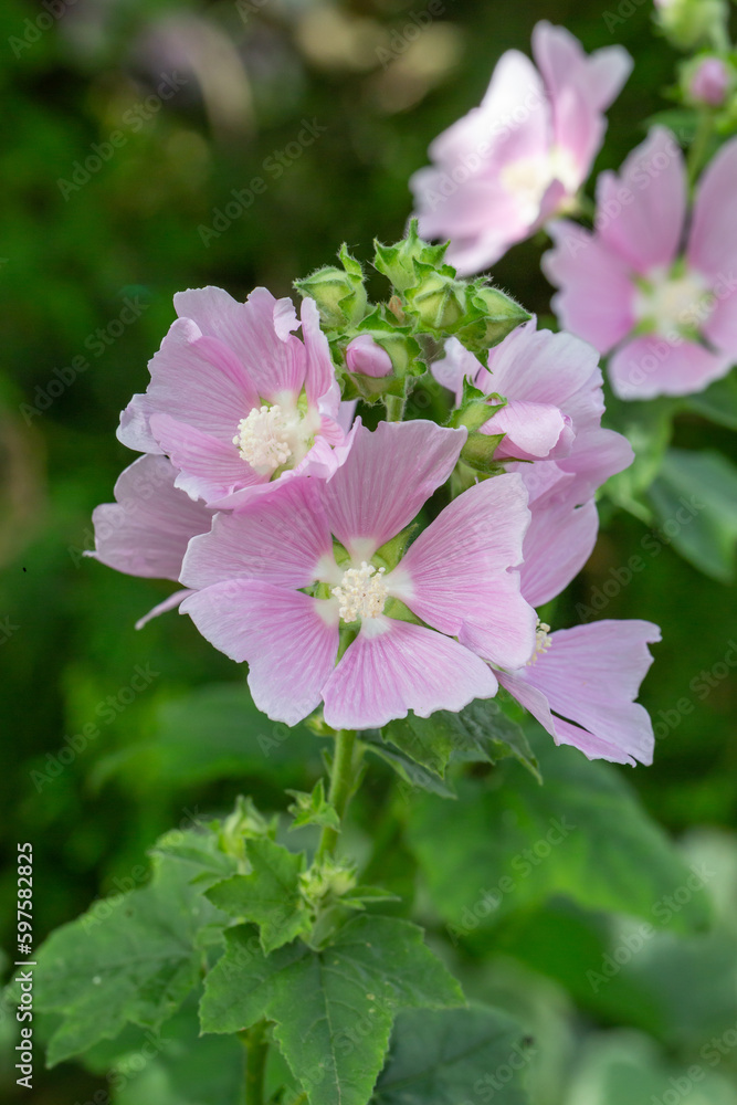 Pink mallow flower on a green background on a sunny summer day macro photography. Blooming garden malva flower with pink petals closeup photo in summer. Pink mallow flower on a green background on a sunny summer day macro photography. Blooming garden malva flower with pink petals closeup photo in summer.