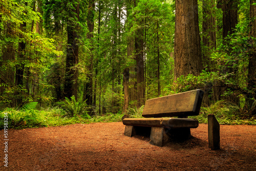 A Bench In The Redwoods