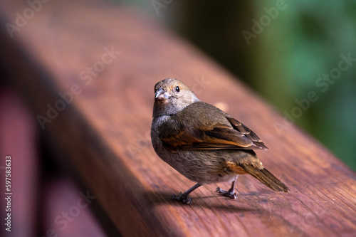 A bird sits on a wooden railing