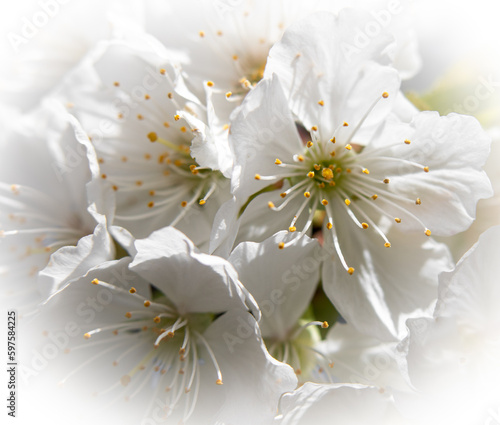 Soft macro photography of cherry blossoms
