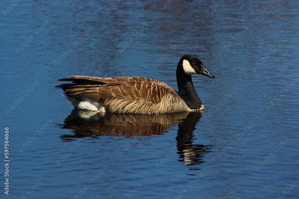 Canada Goose reflecting on a pond