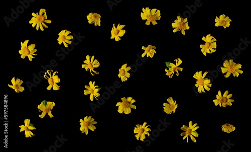 Yellow Chamomile, pattern flowers isolated on black, texture, top view