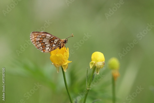 una farfalla melitaea phoebe su un fiore di ranuncolo