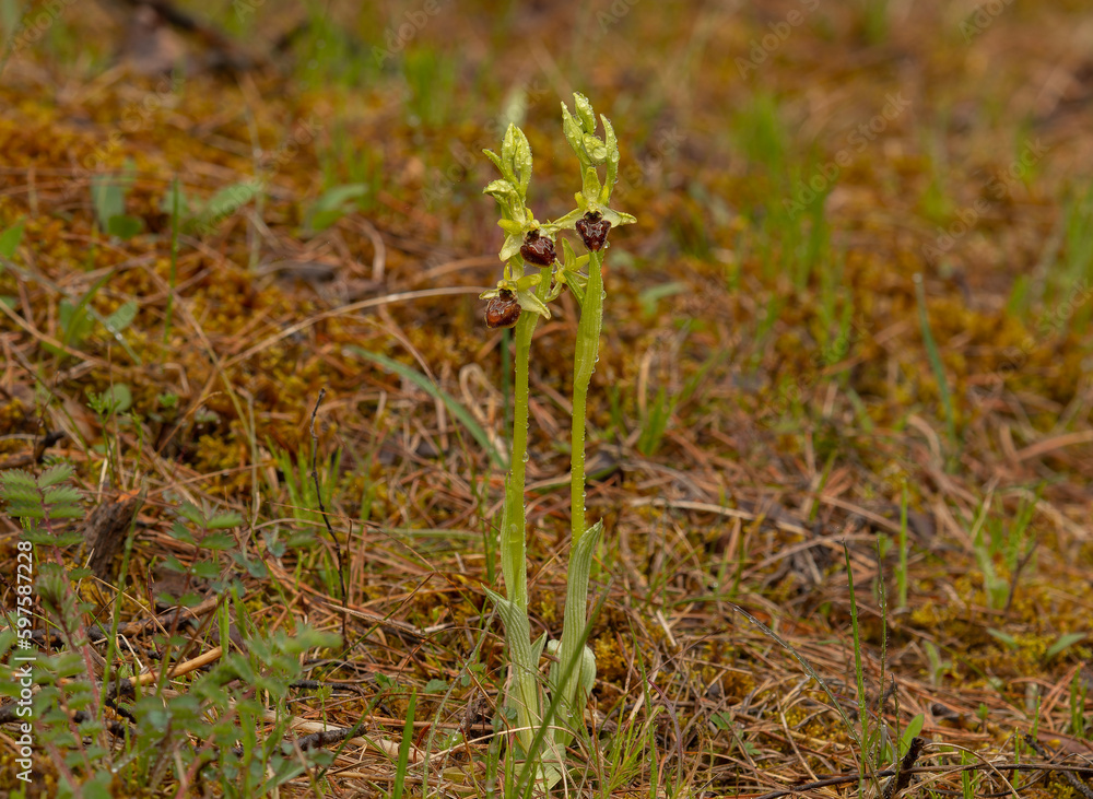 Kleine Spinnenragwurz (Ophrys araneola) in Unterfranken Kleine Spinnenragwurz (Ophrys araneola) in Unterfranken