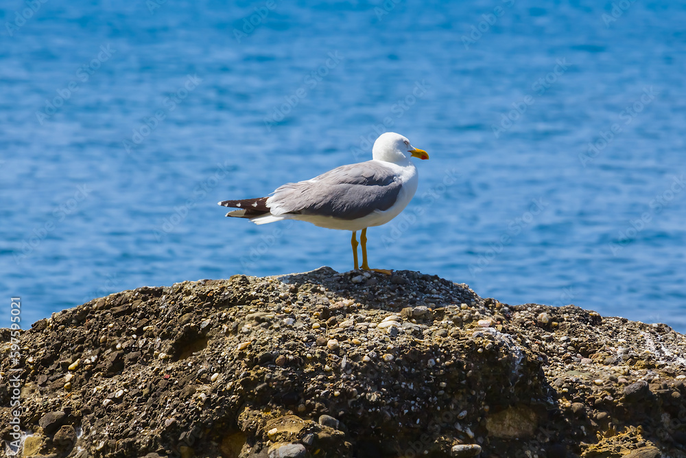 closeup seagull sit on stone among sea closeup seagull sit on stone among sea