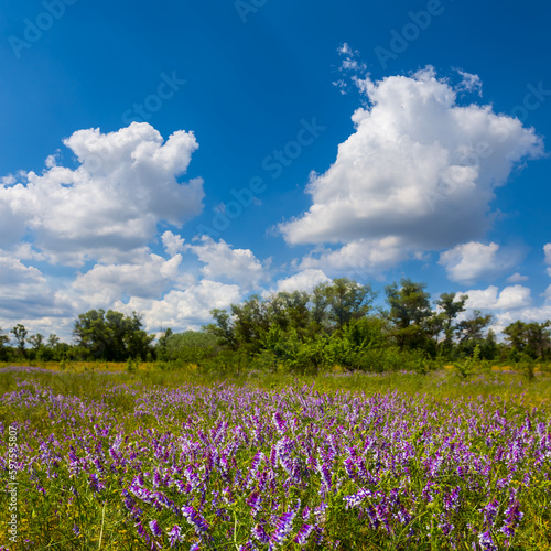 summer forest glade with flowers under blue cloudy sky